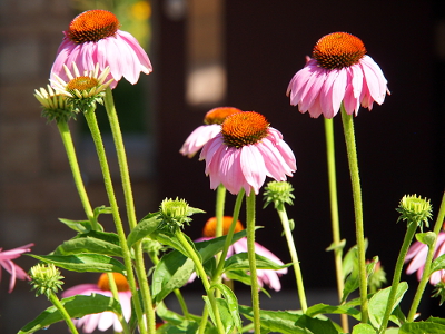 [These coneflowers-at least a half-dozen--have wider, shorter petals which hang down from a more rounded center.]